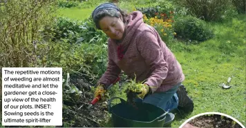  ?? ?? The repetitive motions of weeding are almost meditative and let the gardener get a closeup view of the health of our plots. INSET: Sowing seeds is the ultimate spirit-lifter