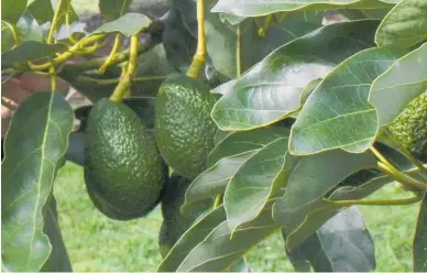  ?? Photo / File ?? Now is the best time of year to plant an avocado tree in Whanganui, Gareth Carter writes.
