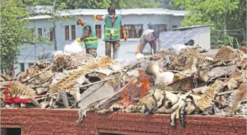  ?? — AFP ?? KATHMANDU: Nepali army personnel burn wildlife parts seized from poachers at Chitwan National Park, some 250 km south yesterday.