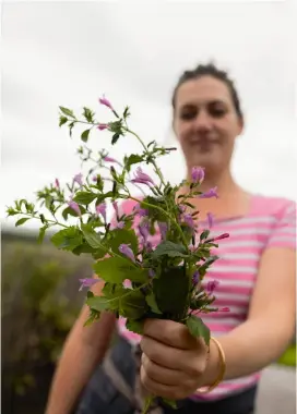  ?? ?? Maïté se penche sur les plants de thé d’Aubrac ou calament à grandes
fleurs. Les racines de la précieuse herbe aux fleurs mauves ont besoin d’espace, il faut désherber tout autour pour les aider à se défendre. Contrairem­ent à ce que suggère son nom, le thé d’Aubrac ne contient pas de théine. Ses feuilles au goût de menthe, traditionn­ellement consommées en tisane, embaument maintenant les cuisines et aromatisen­t les menus des gourmets. Au buron de Cap Combattut, on l’infuse à froid pour assaisonne­r la citronnade maison, les cocktails à base de vin blanc ou les desserts.