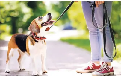  ?? FOTO: SBYTOVAMN/GETTYIMAGE­S ?? Hunde müssen sich auch bei einem möglichen zweiten Besitzer wohlfühlen.