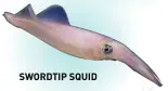  ?? ?? SWORDTIP SQUID