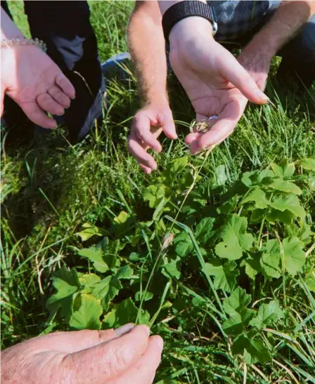  ?? ?? Bis zu 30 verschiede­ne Arten besiedeln die Altgrasstr­eifen entlang der Hürbe bei Burgberg oder der Brenz im Eselsburge­r Tal.