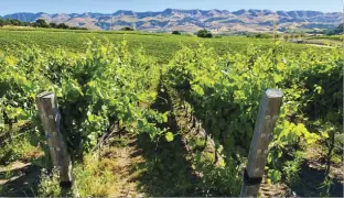  ??  ?? Center of Effort estate vineyard’s Chardonnay vines.