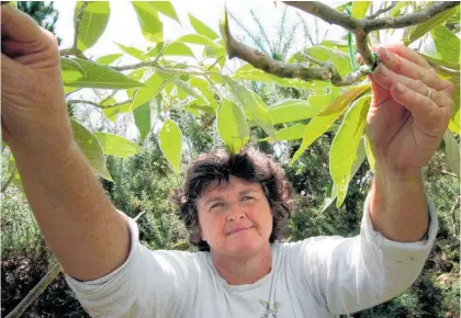  ??  ?? Doubtless Bay entomologi­st Dr Jenny Dymock says Australian winged we¯ ta¯ are in Northland to stay, but how widespread the biting insect is has yet to be determined.