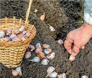  ?? 123RF ?? Plant home-grown cloves or buy from garden centres – those sold to eat may be sprayed with growth inhibitor.