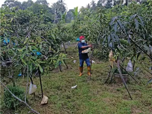  ??  ?? TURUT menjadi stok makanan lebah kelulut yang diternak di sekitar rumahnya.