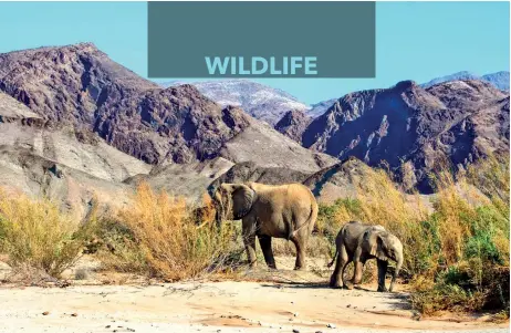  ?? ?? Forty-two wild elephants in Namibia have been sold to internatio­nal bidders, but where they’re going has not been disclosed. About half have been captured so far, with two calves born since, in captivity. This mother and baby in Namibia were photograph­ed three years ago.