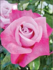  ??  ?? ‘Annie Davidson’: Bred by Brad Jalbert, this pink hybrid tea was named after a friend. It grows 90 by 60 cm.