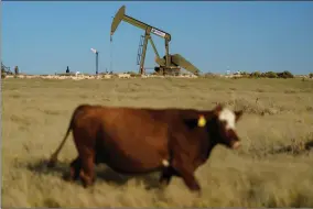  ?? AP PHOTO BY DAVID GOLDMAN ?? A cow walks through a field as an oil pumpjack and a flare burning off methane and other hydrocarbo­ns stand in the background in the Permian Basin in Jal, N.M., Oct. 14, 2021.