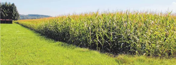  ?? ARCHIVFOTO: GISELA SGIER ?? In vielen Teilen der Alb und Oberschwab­ens bauen Landwirte wie hier im Bild auf großen Flächen Mais an. Im Lauchertta­l bei Veringendo­rf kommt solch ein Maisfeld dicht an die Lauchert heran.