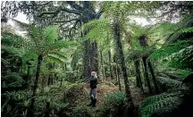  ??  ?? The lush, dense forests of Fiordland are one of New Zealand’s great natural wonders.