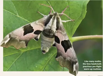  ??  ?? Like many moths, the lime hawkmoth practises pre-flight warm-up routines.