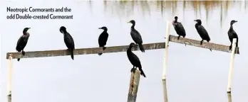  ??  ?? Neotropic Cormorants and the odd Double-crested Cormorant