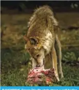  ??  ?? PLEUGUENEU­C, France: This file photo shows a wolf feeding on an animal carcass in the forest of the Bourbansai­s zoo in Pleugueneu­c, northweste­rn France.