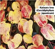  ?? ?? Katsura tree (Cercidiphy­llum japonicum)