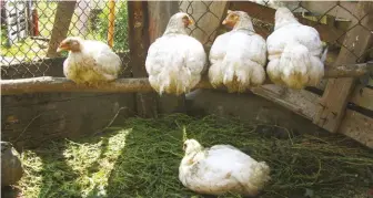  ??  ?? each chicken should have at least 8 to 12 inches of perching space on a roost, which should be placed 2 feet above the floor, and about 18 inches from the nearest wall and other roosts.