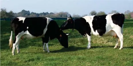  ??  ?? Parmi les principaux sujets d'inquiétude des éleveurs bovins français: voir débarquer dans les assiettes françaises du boeuf canadien nourri aux farines animales et, avec lui, le souvenir de la maladie de la vache folle (ESB).