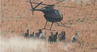  ??  ?? A helicopter directs wild horses during a roundup in July 14 near U.S. Army Dugway Proving Ground, Utah.