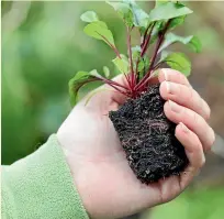  ?? SALLY TAGG; BARBARA SMITH/STUFF ?? It is time to sow beetroot, potatoes and mint.