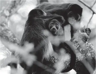  ?? FOTO: EFE ?? > Grupo de monos congo en el Parque Nacional Palo Verde, San José (Costa Rica).