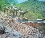  ??  ?? Desert bighorn sheep gather at the Waterman Mountain water catchment. ARIZONA GAME AND FISH DEPARTMENT