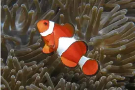  ?? —AFP ?? Clownfish, also known as anemonefis­h