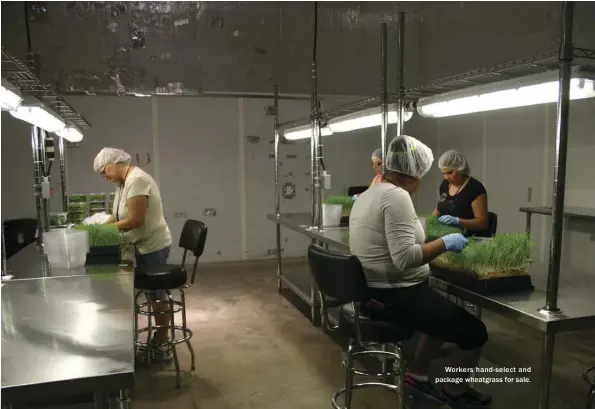  ??  ?? Workers hand- select and package wheatgrass for sale.