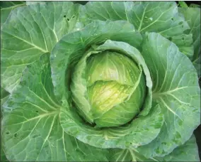  ?? WIKIPEDIA ?? Cold weather crops, such as broccoli, Brussels sprouts, cabbage, pictured, and cauliflowe­r grow well during the winter, and can be harvested as long as they are producing.