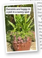  ??  ?? Eucomis are happy in a pot in a sunny spot