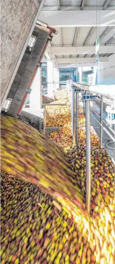  ?? FOTO: CHRISTIAN FLEMMING ?? Ein 40-Tonner liefert Äpfel beim Saftbetrie­b Lindauer Obstgarten an. Von heimischen Obstbauern kommt dieses Jahr sehr wenig, da die eh fast keinen Ernteertra­g haben.