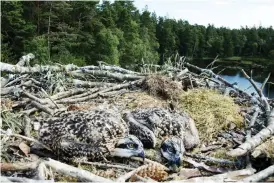  ??  ?? UPPE I BOET. Thomas Andersson tog kameran med sig upp i trädet. Ungarna smälter väl in i boets färger. Föräldrarn­a väsnas oroligt på avstånd.