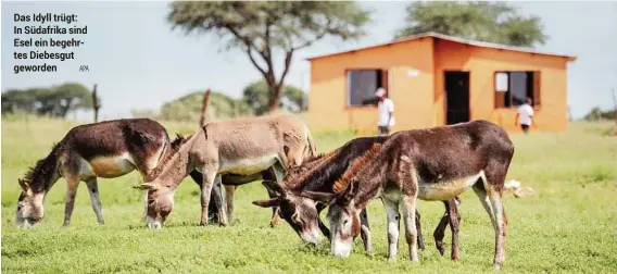  ?? APA ?? Das Idyll trügt: In Südafrika sind Esel ein begehrtes Diebesgut geworden