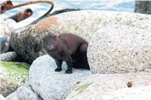  ?? M.L. BREAM ?? With his extremely skinny body, the mink could slip through and under the rocks at the Leslie Street Spit, escaping our view (and that of potential predators) undetected.