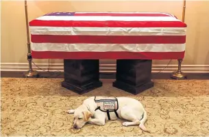  ?? EVAN SISLEY THE ASSOCIATED PRESS ?? Sully, President George H.W. Bush’s service dog, lies in front of his casket in Houston on Sunday.