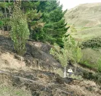  ?? ?? Poplars and gorse that survived the 2020 fire. These continue to hold the steep banks in place during heavy rain.