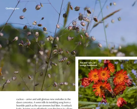  ??  ?? Quaking grass
Fox and cubs, or orange hawkweed