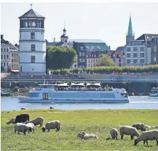  ?? FOTO: DPA ?? Idylle pur: Am Oberkassel­er Rheinufer grasen die Schafe. Die ersten Osterlämme­r sind auch da.