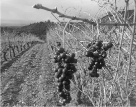  ??  ?? An den Rebstöcken der Bodega Carlos Moro in La Rioja bleiben auch im Winter immer einige Trauben hängen.