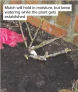  ??  ?? Mulch will hold in moisture, but keep watering while the plant gets establishe­d