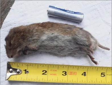  ?? Contribute­d photo / John Pirro ?? This is the critter found in Robert Miller’s mousetrap. At first he thought it might be a lemming, because of its short tail, but a wildlife expert’s examinatio­n determined the creature was a meadow vole.