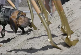  ?? PHOTOS BY WILL LESTER — STAFF PHOTOGRAPH­ER ?? Keva, a canine bloodhound with the San Bernardino County Sheriff’s department, sniffs ceremonial golden shovels following a ground breaking ceremony for the soon-to-be-built “The Bark at Central Park” in Rancho Cucamonga on Wednesday. The 4.4-acre, off-leash facility is scheduled to open in the fall.