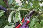  ??  ?? Summer pruning is particular­ly important for trained forms like espaliers