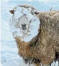  ?? BARRY HARCOURT 635116875 ?? Sheep were snow-blinded after fossicking for food near Te Anau.