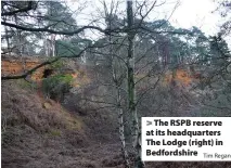  ?? Tim Regan ?? > The RSPB reserve at its headquarte­rs The Lodge (right) in Bedfordshi­re