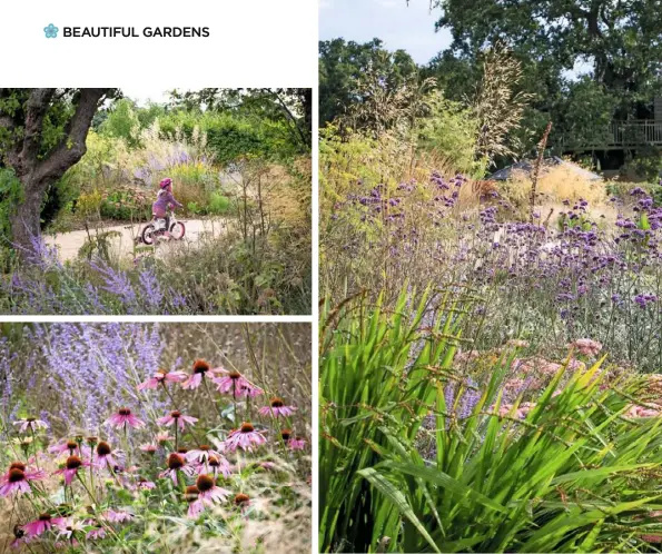  ??  ?? SEA OF COLOUR (clockwise from above left) Pink echinacea and perovskia; it’s easy to cycle on the self-binding gravel paths; crocosmia seedheads, blowsy pink sedum, Verbena bonariensi­s and Stipa gigantea; stipa with Foeniculum vulgare; a small tortoisesh­ell butterfly; a cobble circle flanked by Eryngium giganteum (Miss Willmott’s ghost) and Stipa gigantea