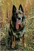  ?? ?? PD Zane: German Shepherd serves as a general purpose dog. PD Zane has completed his tactical firearms dog course.