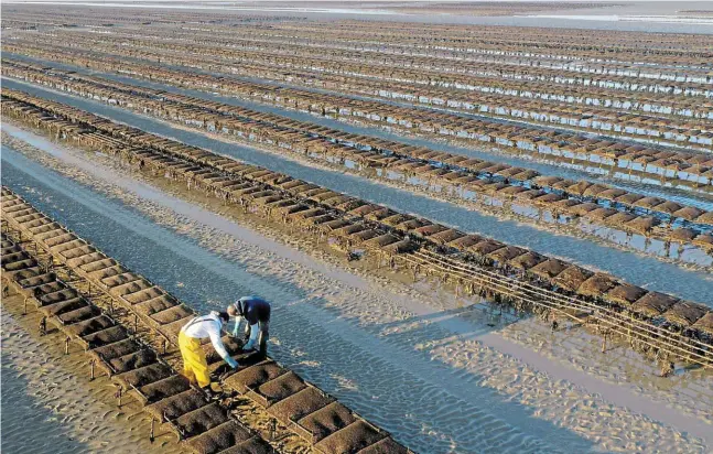  ?? | PHOTO : STÉPHANE GEUFROI, ARCHIVES OUEST-FRANCE ?? (Calvados), les poches d’huîtres sont retournées pour favoriser le croissance des bivalves et limiter le développem­ent des algues.