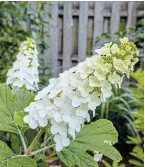  ??  ?? Oak leaf hydrangea offers cone-shaped showy white flowers and attractive foliage reminiscen­t of an oak leaf. Fall interest includes papery flowery heads, bronze/red foliage and exfoliatin­g bark. Great cut flower if you can bear to cut them.