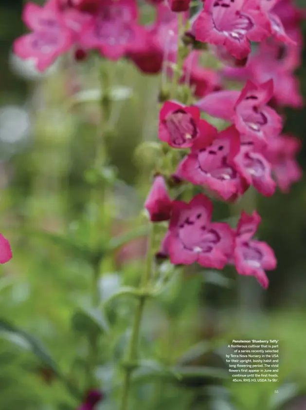  ??  ?? Penstemon ‘Blueberry Taffy’ A floriferou­s cultivar that is part of a series recently selected by Terra Nova Nursery in the USA for their upright, bushy habit and long flowering period. The vivid flowers first appear in June and continue until the first frosts. 45cm. RHS H3, USDA 7a-9b†.